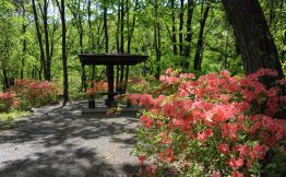 ふるさとの森公園