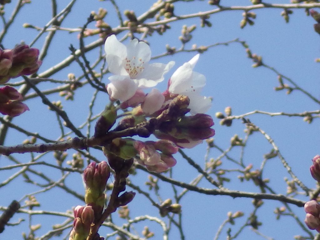 平成３１年３月２７日（水）撮影