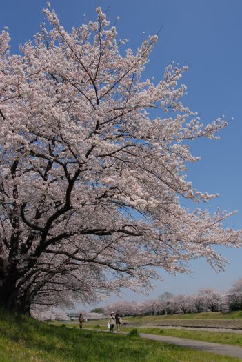 こだま千本桜 本庄市観光協会