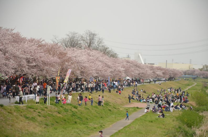 こだま千本桜まつり 令和2年は開催中止 本庄市観光協会