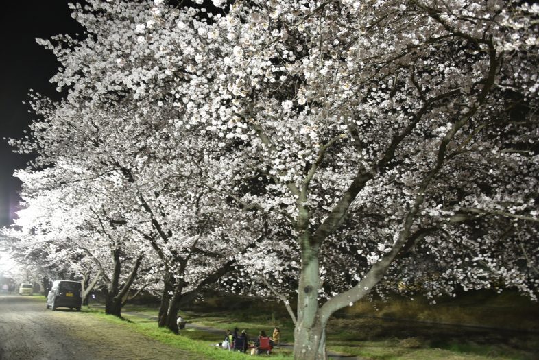 こだま千本桜 本庄市観光協会