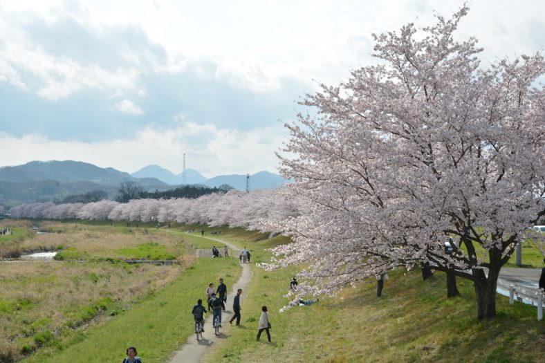 こだま千本桜 本庄市観光協会