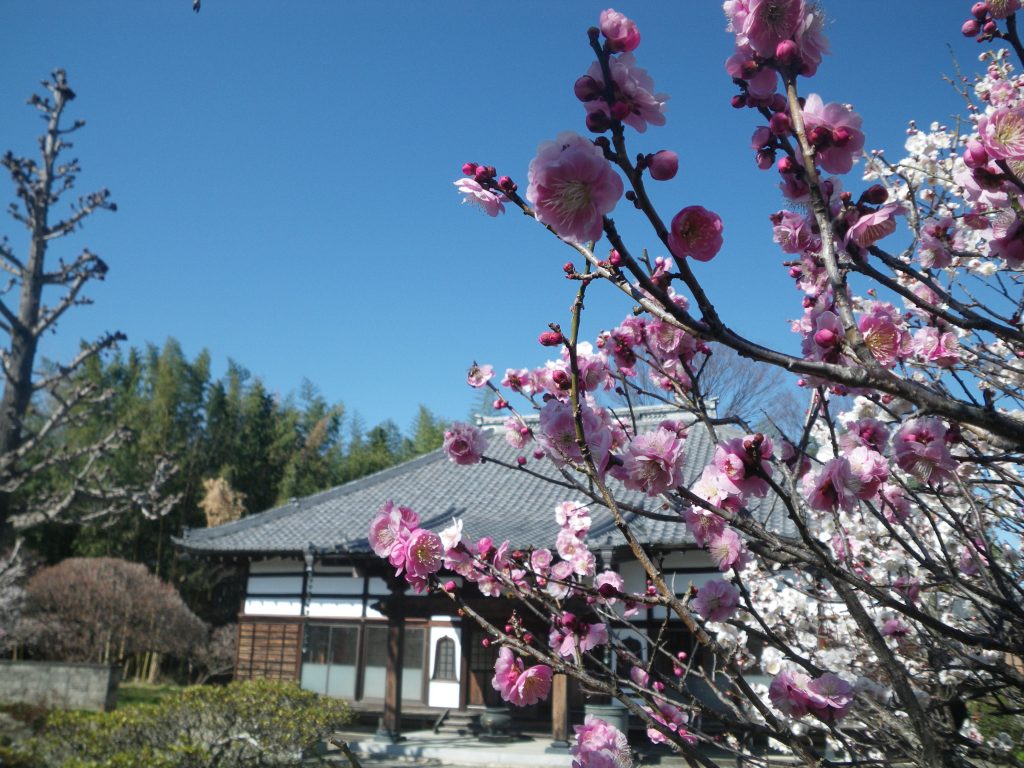 円通寺の梅の花が見頃です 本庄市観光協会